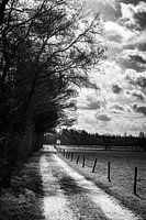 Arbre solitaire au loin