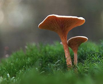 paddenstoel van Marian van den Boogaard
