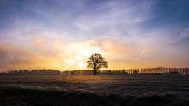 Lone tree against dramatic winter sky by Erwin Pilon
