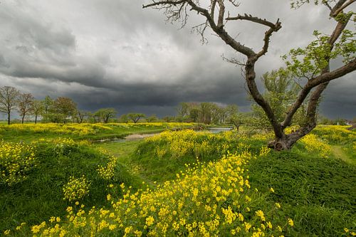 Hollandse luchten: dreigende lucht boven koolzaadveld