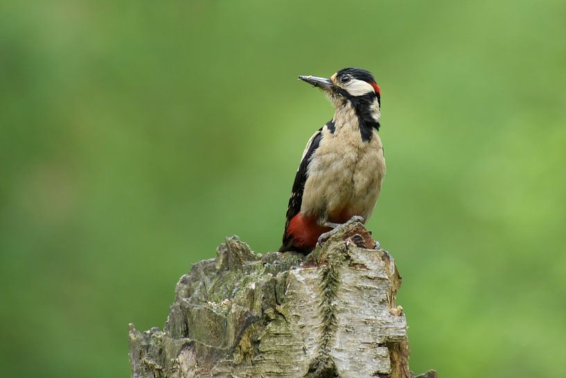 pic épeiche par Eveline Lenderink