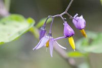 Bittersüßes Violett mit Gelb