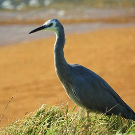 Het strand overschouwen in Katiki Point, Nieuw-Zeeland van J V