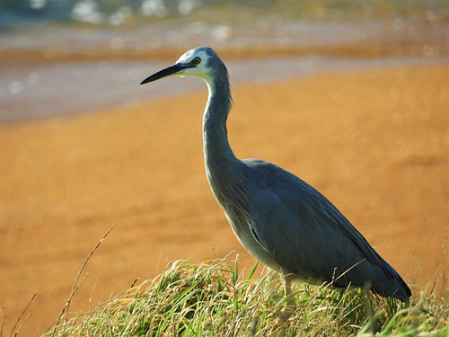Het strand overschouwen in Katiki Point, Nieuw-Zeeland