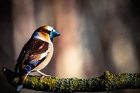 Oiseau