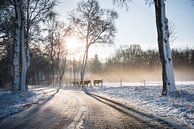 Winter Sunrise Dwingelderveld by Frenk Volt thumbnail
