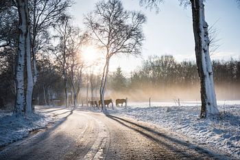 Winterse Zonsopkomst Dwingelderveld