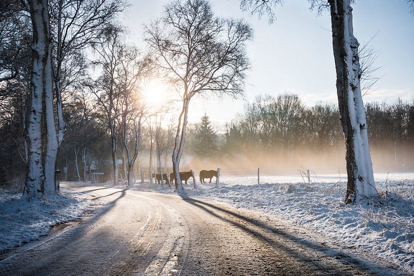 Winter Sunrise Dwingelderveld by Frenk Volt