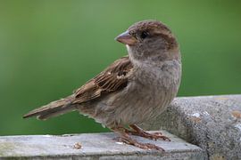 Huismus van Wierd Koops