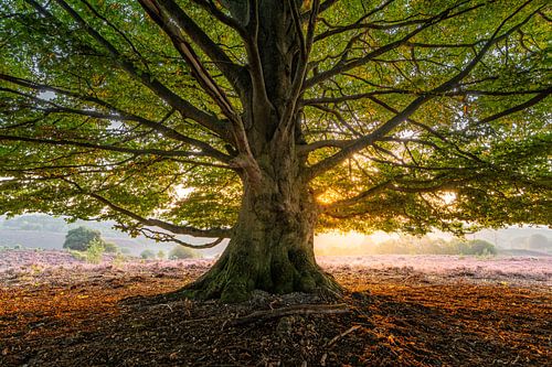 Unterschlupf von Martijn van der Nat