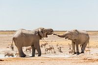 Drinking elephants in Etosha National Park, Namibia