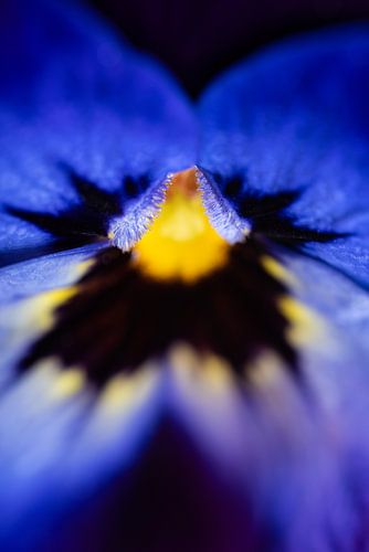 Een blauw - geel viooltje van bovenaf