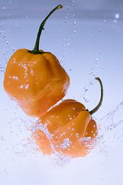 Habaneros 2