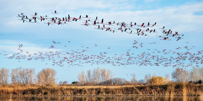 Flamingo's in the Camargue by Hanneke Luit