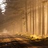 Zonnestralen in het bos op een mistige ochtend van Theo Klos