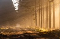 Zonnestralen in het bos op een mistige ochtend van Theo Klos thumbnail