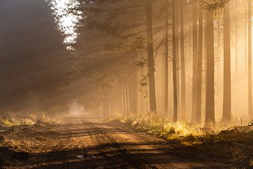 Zonnestralen in het bos op een mistige ochtend van Theo Klos