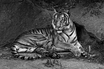 Tiger van Hans Keim