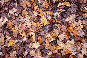 Natte Herfstbladeren van Zwoele Plaatjes