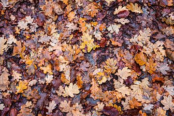 Wet Autumn leaves by Zwoele Plaatjes