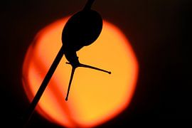 Slak tegen de ondergaande zon