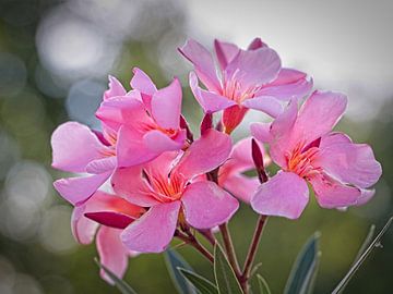 Oleander van Rob Boon