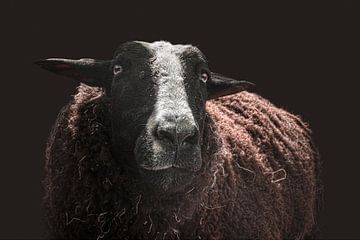 Ewe with hay by Elianne van Turennout