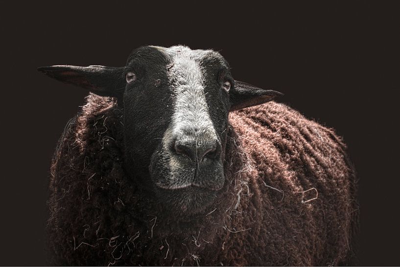 Spotlight Sheep: An Artistic Display with Hay and Quiet Background by Elianne van Turennout
