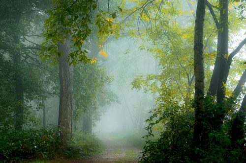 Autumn Morning in the Mist