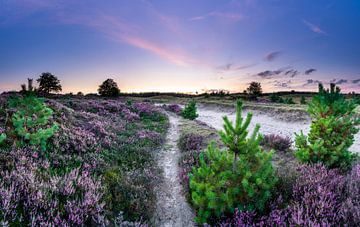 Flowering heather on the Aekinger sand by Ron ter Burg