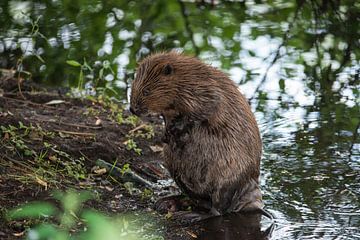 Beaver