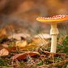 fly agaric by gea strucks