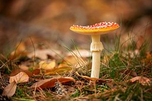 Fliegenpilz