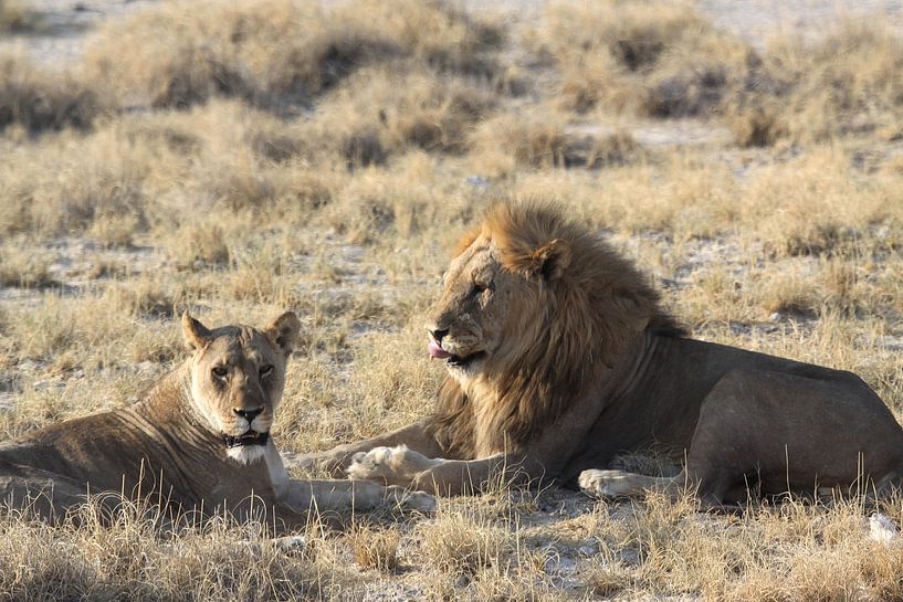Leeuwenpaar in Etosha van Henk Langerak