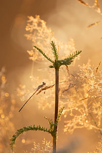 Morning magic with a damselfly