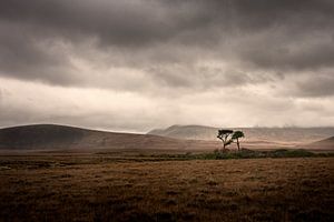 Lonely tree on the moorland of Ireland