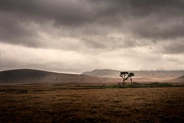 Eenzame boom op het veenland van Ierland van Bo Scheeringa Photography