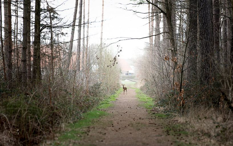 Vanlooydreef Westerlo by Pieter van der Zweep