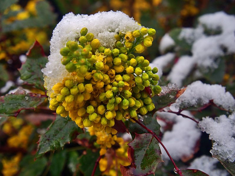 Les classiques du printemps par Edgar Schermaul