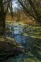 Lemna le vert sur l'eau.