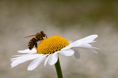 Bee on daisy by Andreas Müller