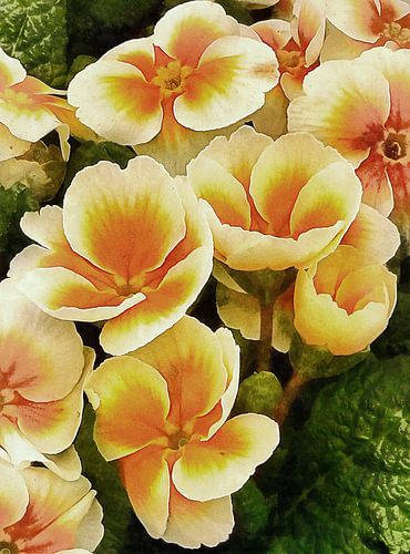 Oranje en perzik Primula's