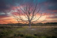 Dode boom op de Kampina van Robin Gooijers | Fotografie thumbnail