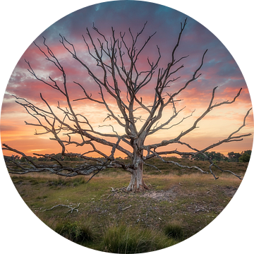 Dode boom op de Kampina van Robin Gooijers | Fotografie