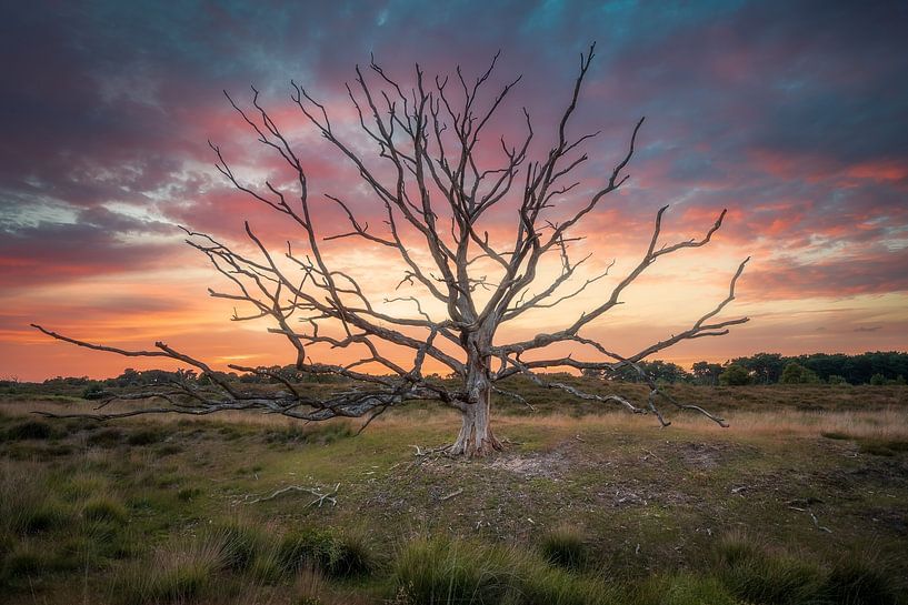 Dode boom op de Kampina van Robin Gooijers | Fotografie
