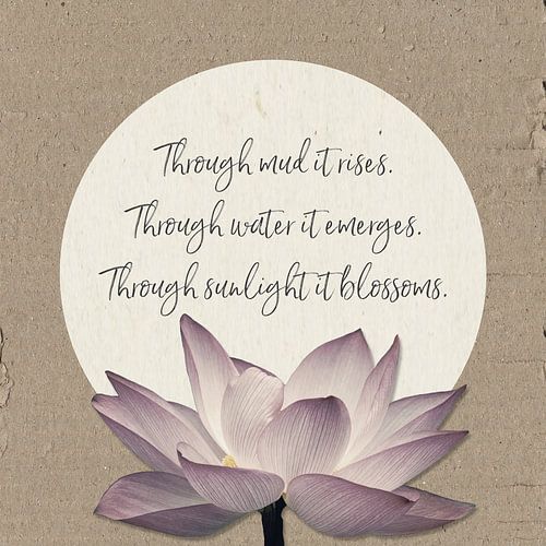Durch den Schlamm steigt sie auf - die Lotusblume