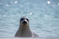 zeehond op het strand van Ed Klungers thumbnail