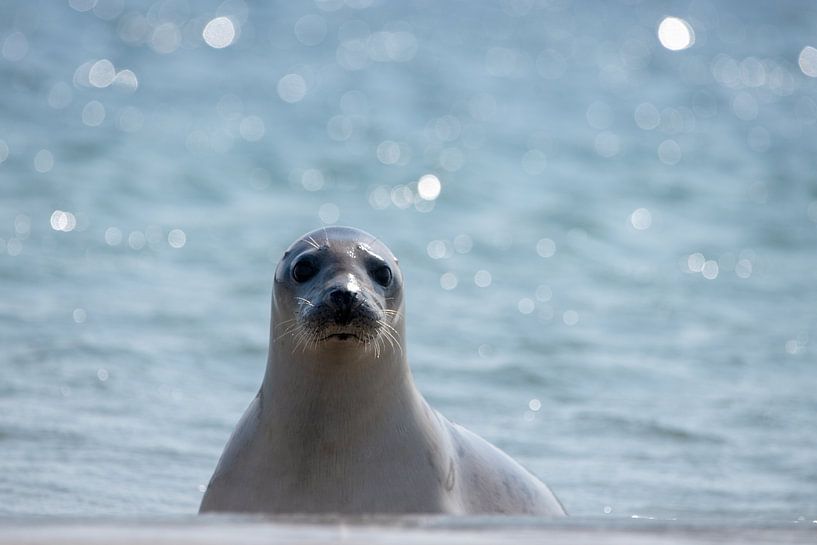 zeehond op het strand van Ed Klungers