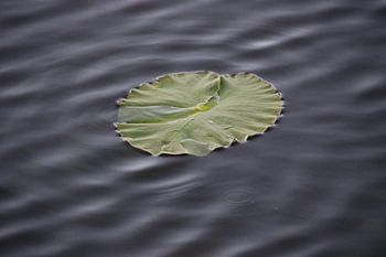 Floating leaf