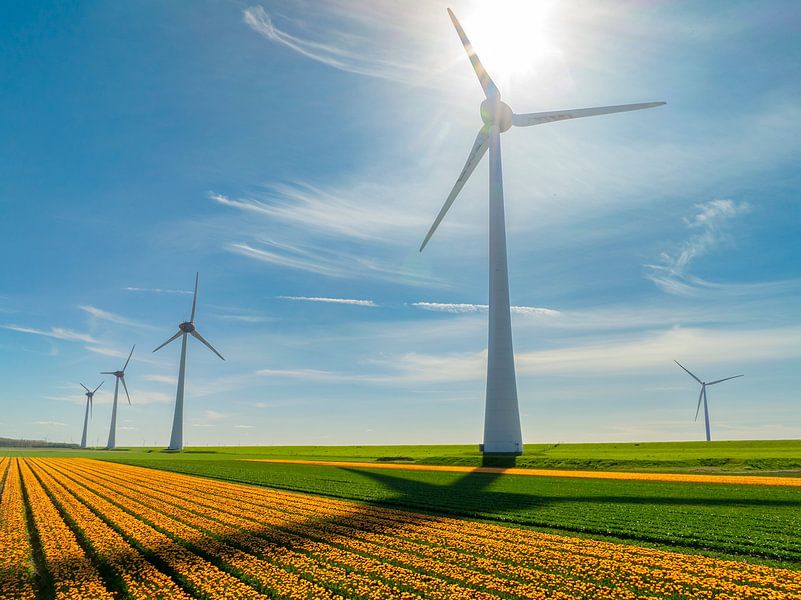 Tulips in agricultural fields with wind turbines in the backgrou by Sjoerd van der Wal Photography